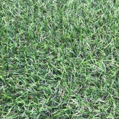 LEEDS 16MM GRASS