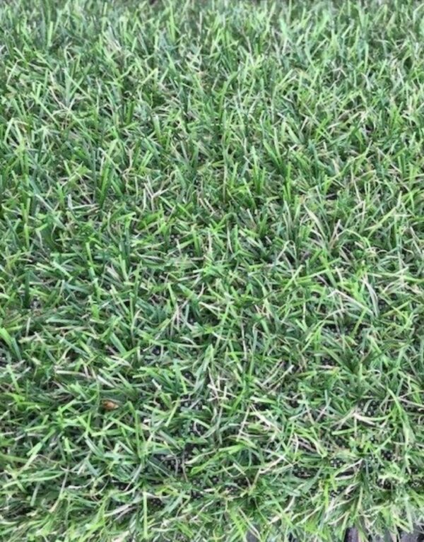 LEEDS 16MM GRASS